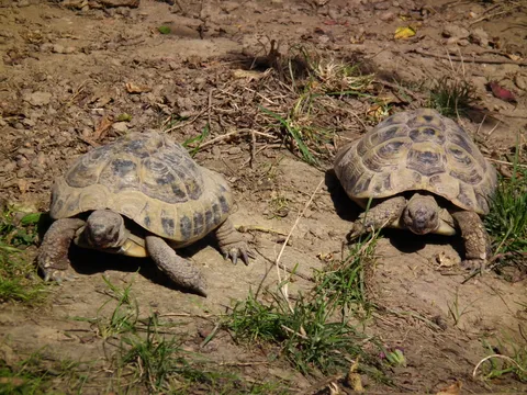 地面で並んで歩く2匹の成体ヘルマンリクガメ