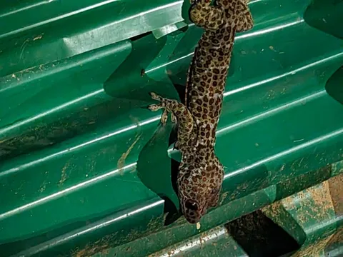 トタン屋根の隙間に張り付くヒョウモントカゲモドキ(レオパ)