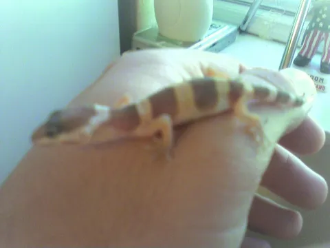 手のひらに乗せて観察するヒョウモントカゲモドキ(レオパ)