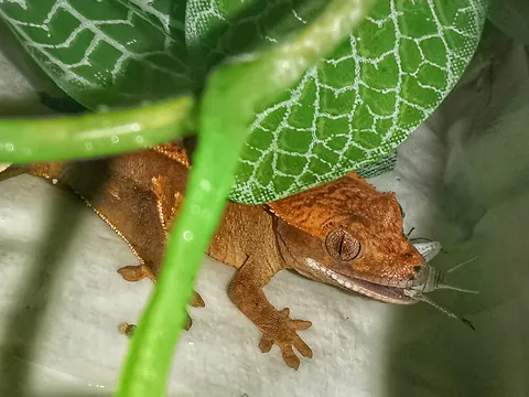 観葉植物の葉の陰から顔を出すクレステッドゲッコーのクローズアップ
