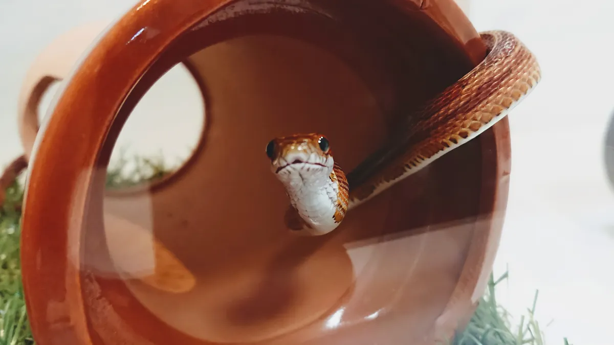 コーンスネーク（Pantherophis guttatus）