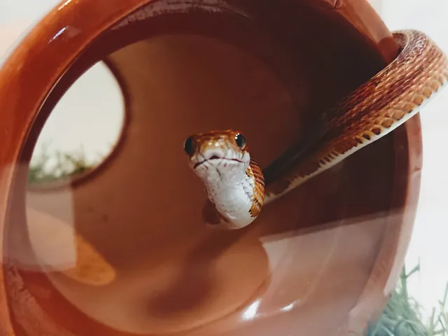 コーンスネーク（Pantherophis guttatus）