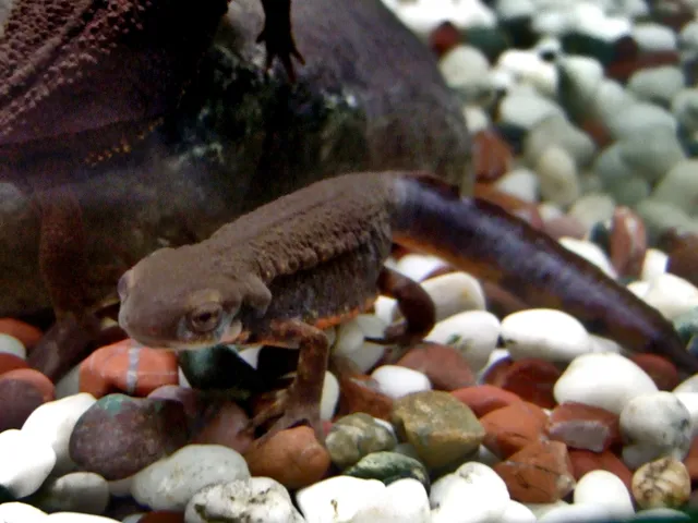 アカハライモリ（Cynops pyrrhogaster）