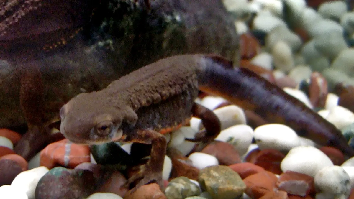 アカハライモリ（Cynops pyrrhogaster）