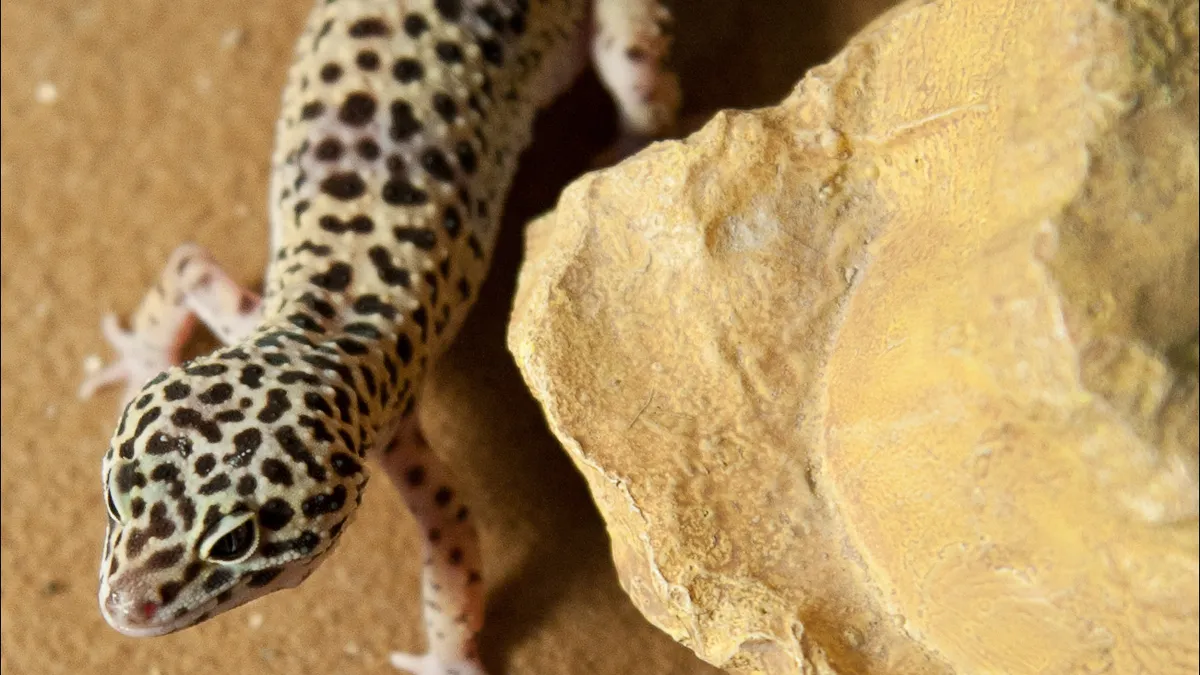 レオパ(ヒョウモントカゲモドキ)(Eublepharis macularius)