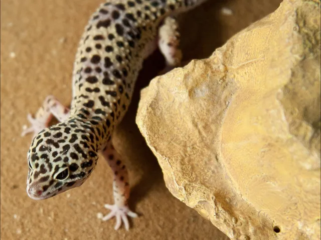 レオパ（ヒョウモントカゲモドキ）（Eublepharis macularius）