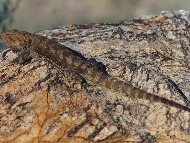 フトアゴヒゲトカゲ（Pogona vitticeps）