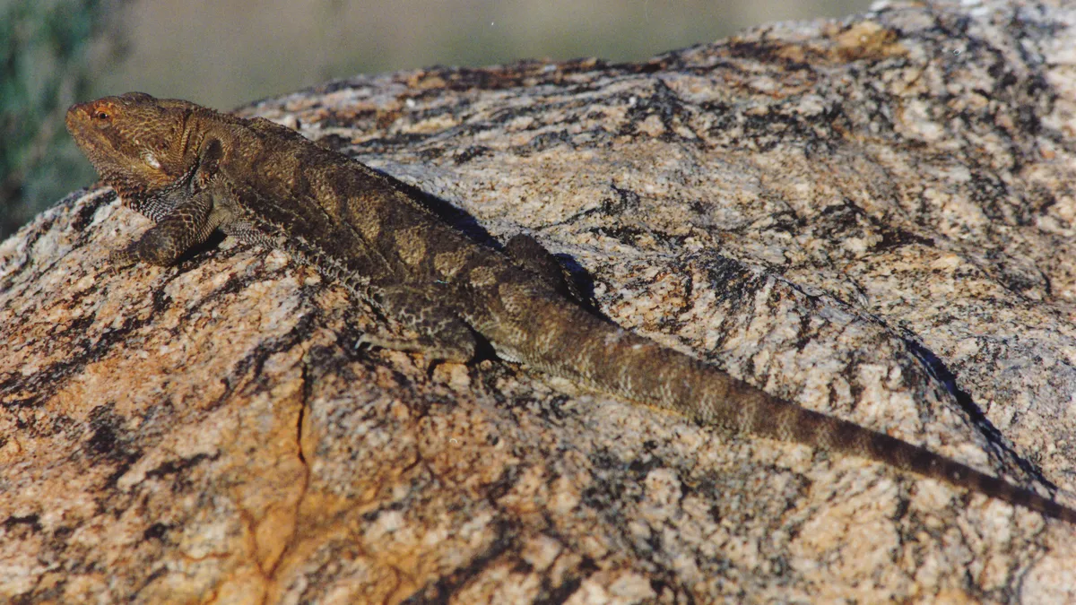 フトアゴヒゲトカゲ（Pogona vitticeps）