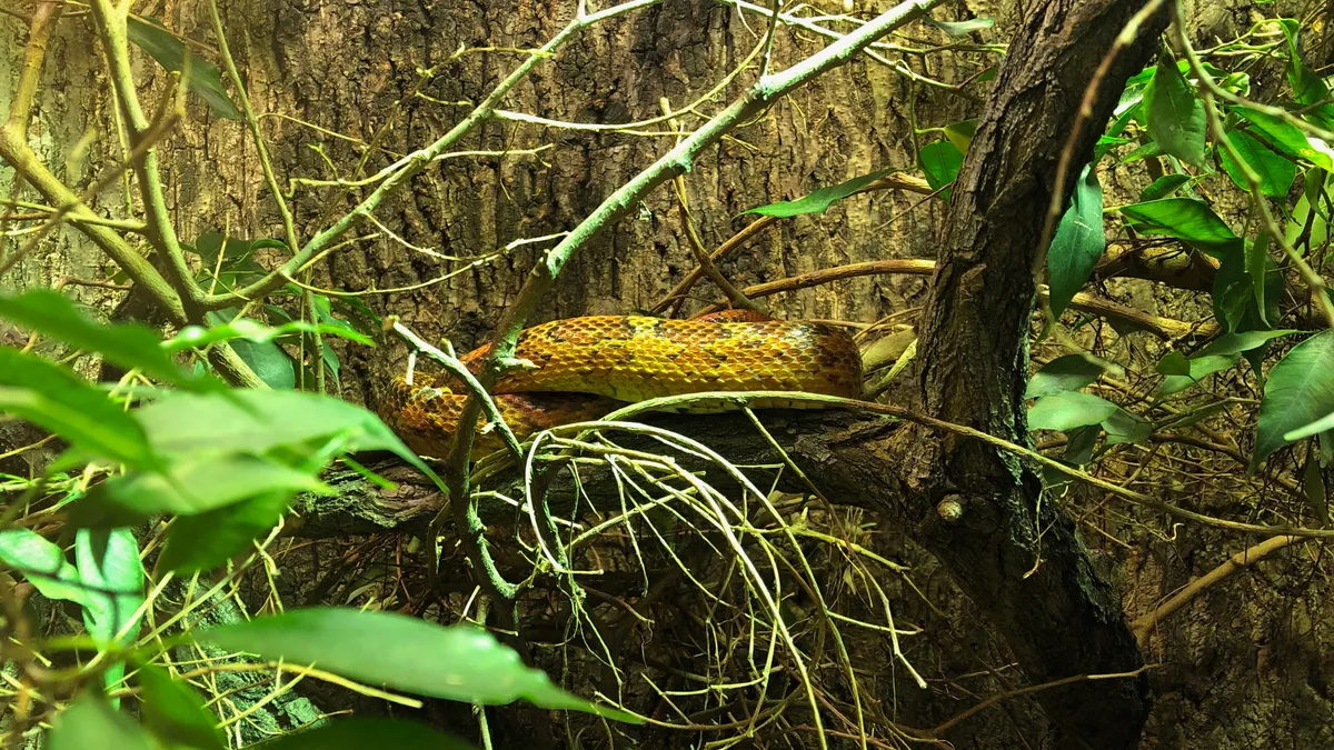 コーンスネーク（Pantherophis guttatus）