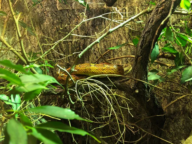 コーンスネーク（Pantherophis guttatus）