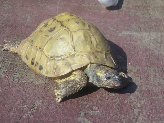 ヘルマンリクガメ（Testudo hermanni）
