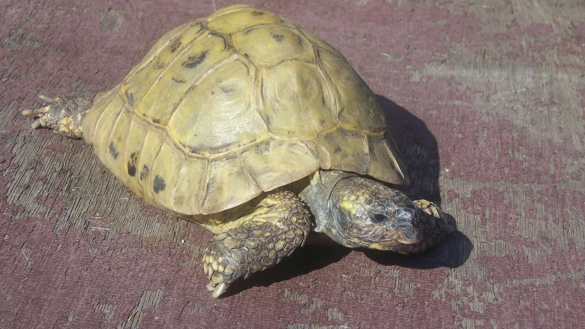 ヘルマンリクガメ（Testudo hermanni）