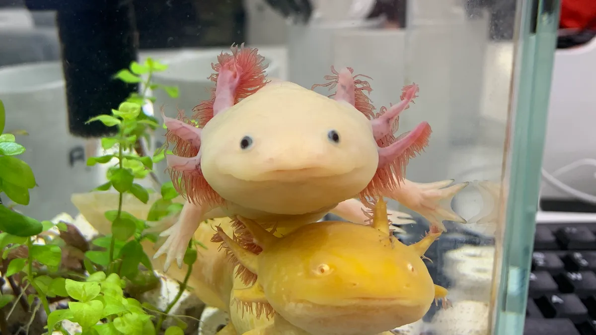 ウーパールーパー（アホロートル）（Ambystoma mexicanum）