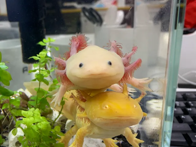 ウーパールーパー（アホロートル）（Ambystoma mexicanum）